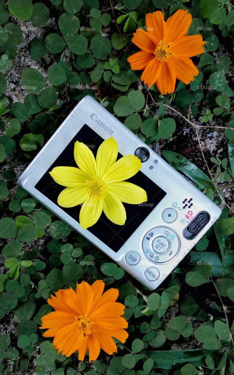 canon compact camera