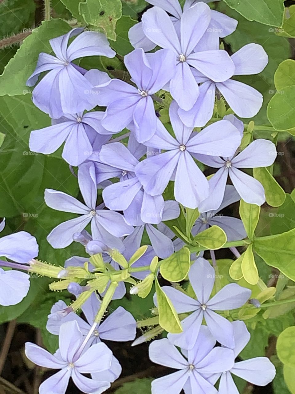 Purple color stories, Countryside (Thailand)