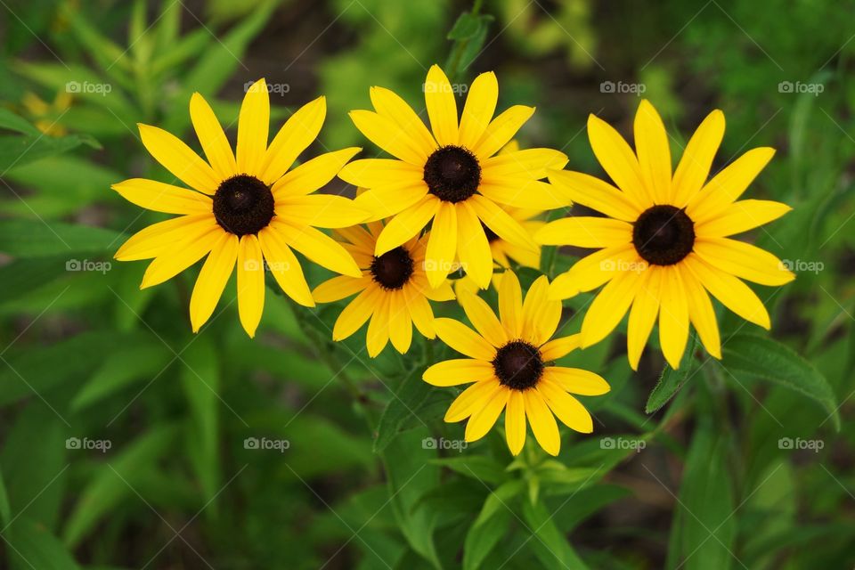 Sunflowers in the wild