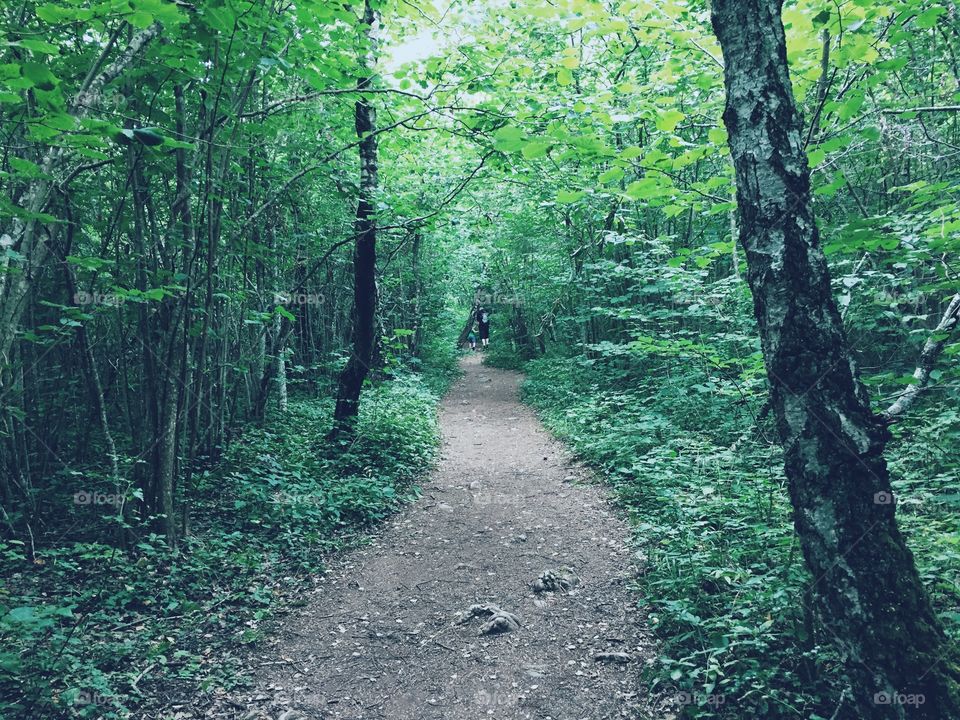 Beautiful path in the forest