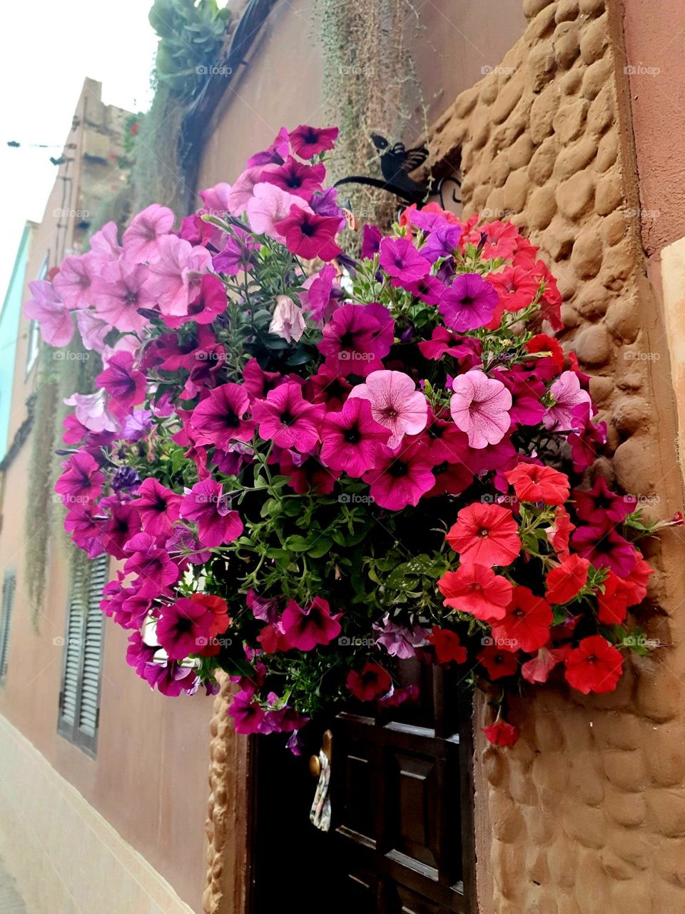 colorful flowers, hanging on a house wall