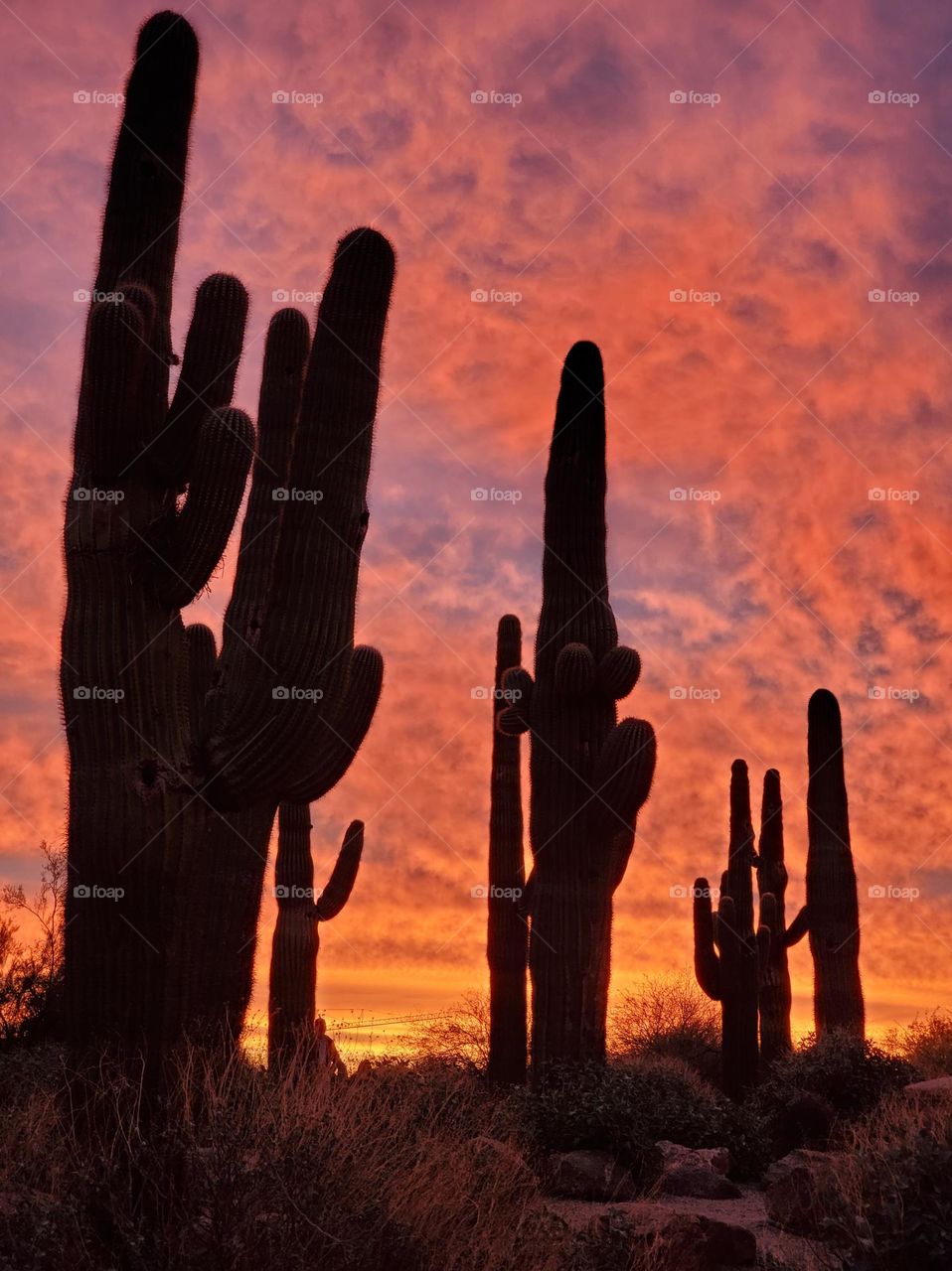 Saguaro Cactus Against a Sunrise