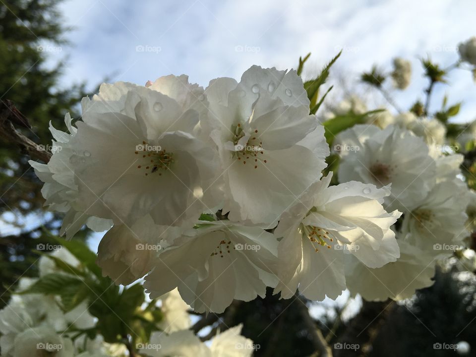 Close-up of a white flowers