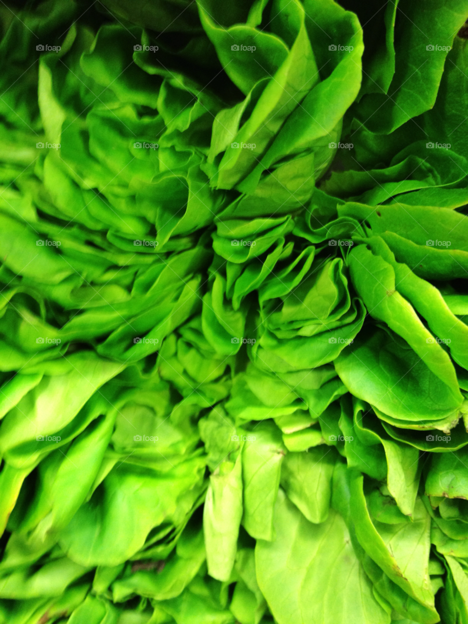 green fresh salad produce by kenwilsonmax