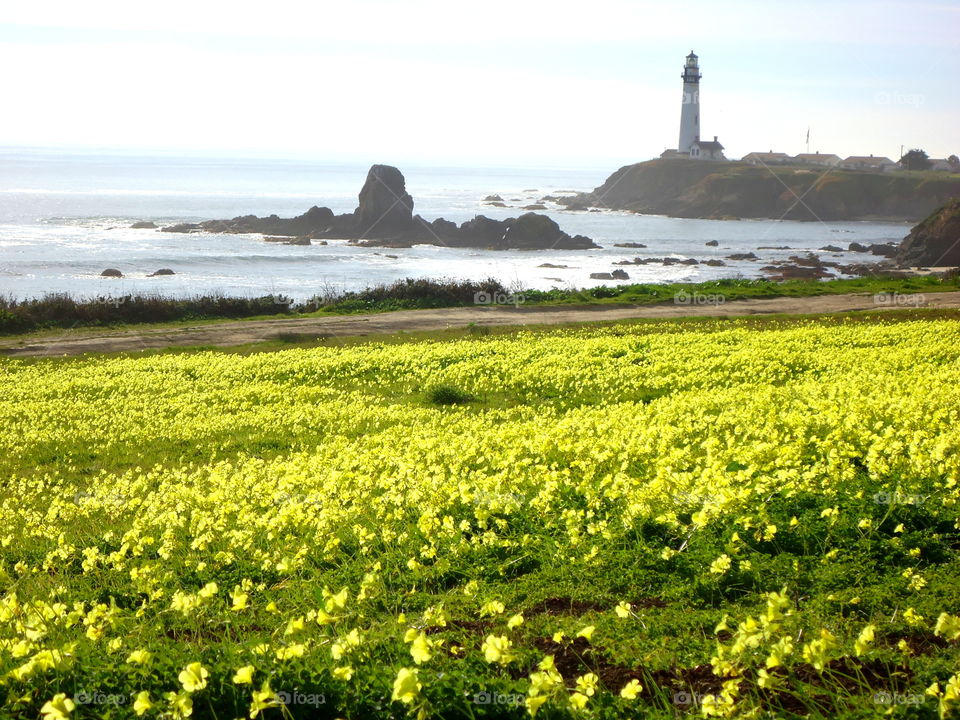 Yellow field and lighthouse