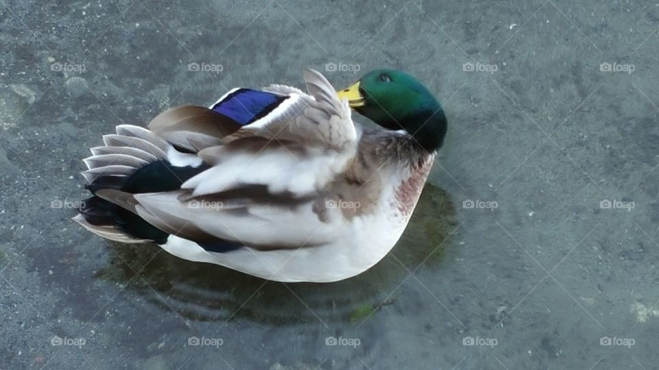 Bird, Wildlife, Nature, Duck, No Person