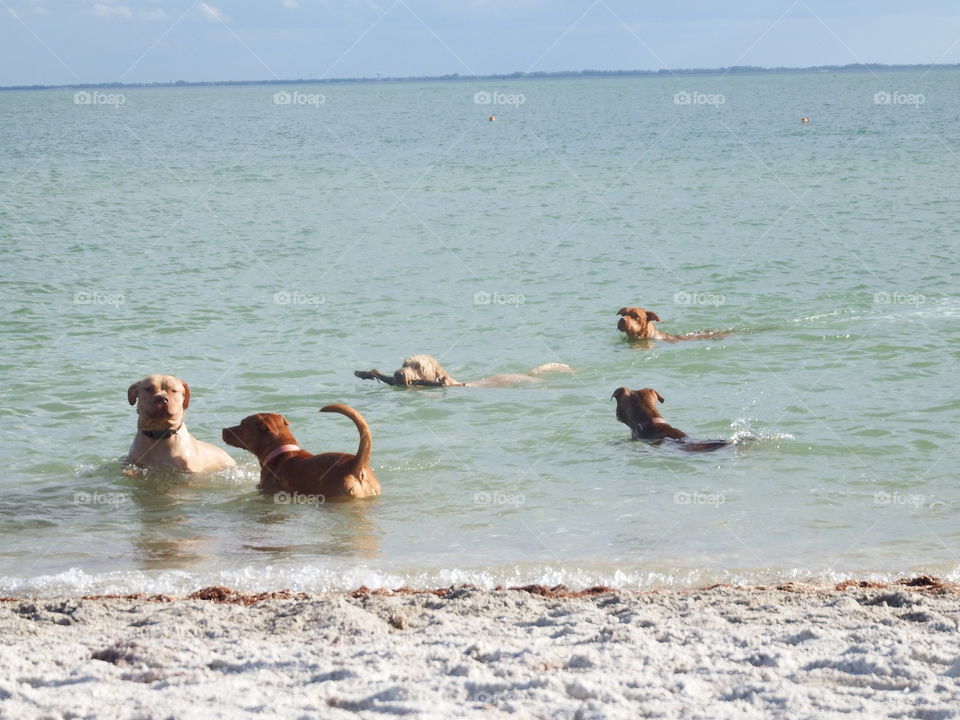 Dog beach