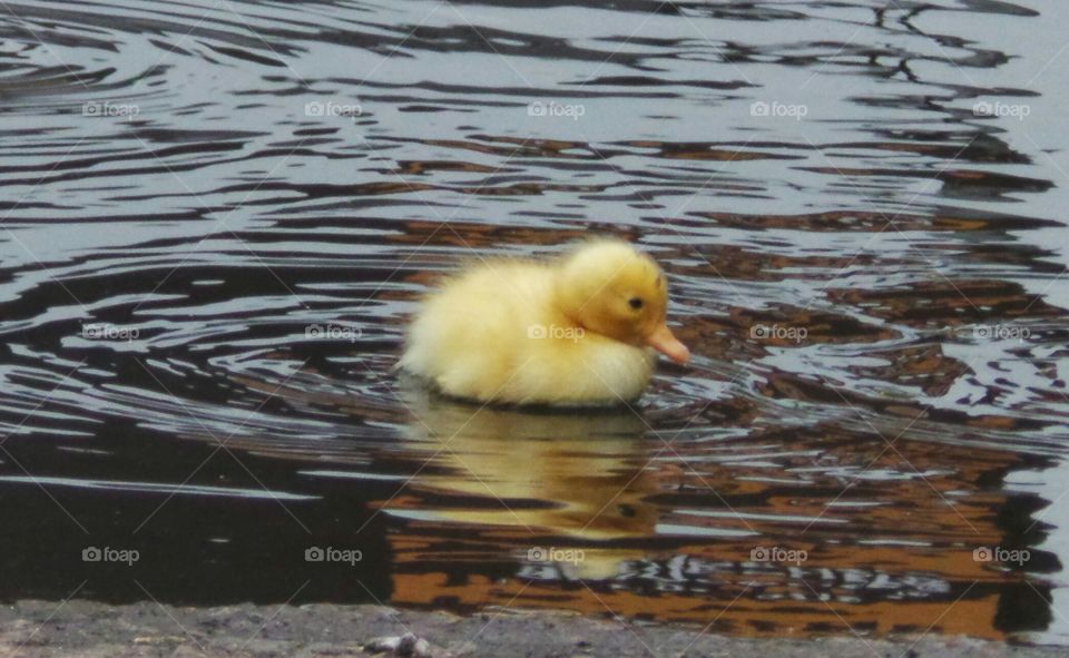 Yellow Duckling 
wild mallard / 
Anas platyrhynchos

The domestic duck, like other poultry species.

Mallards live in wetlands, eat water plants and small animals, and are social animals preferring to congregate in groups or flocks of varying sizes. This species is the main ancestor of most breeds of domesticated ducks.