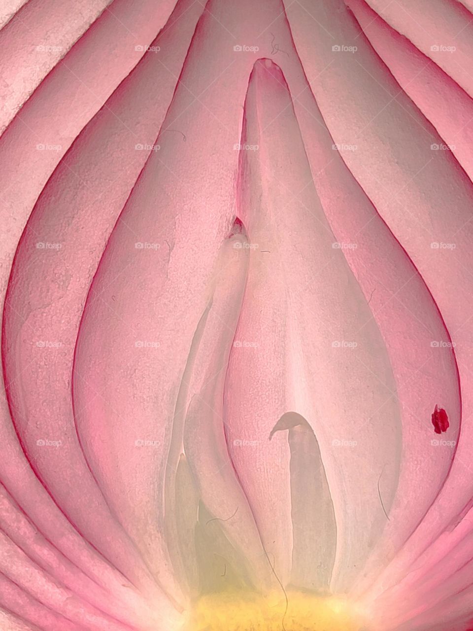 Purple Onion in section