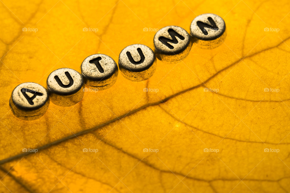 Texture of Gold Leaf to Background .Close up of colorful autumnal leaf with inscription Autumn made of silver beads