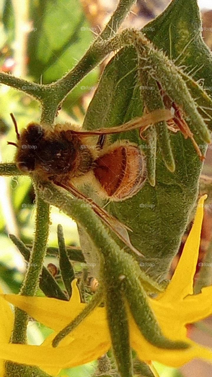 Close up of bee / close up de una abeja