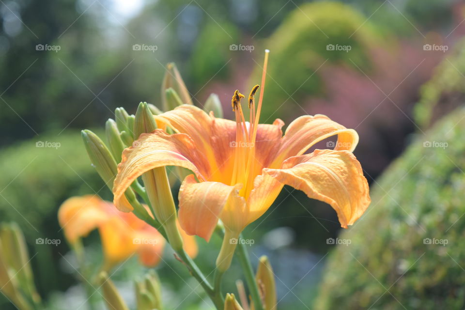 day lilies!!