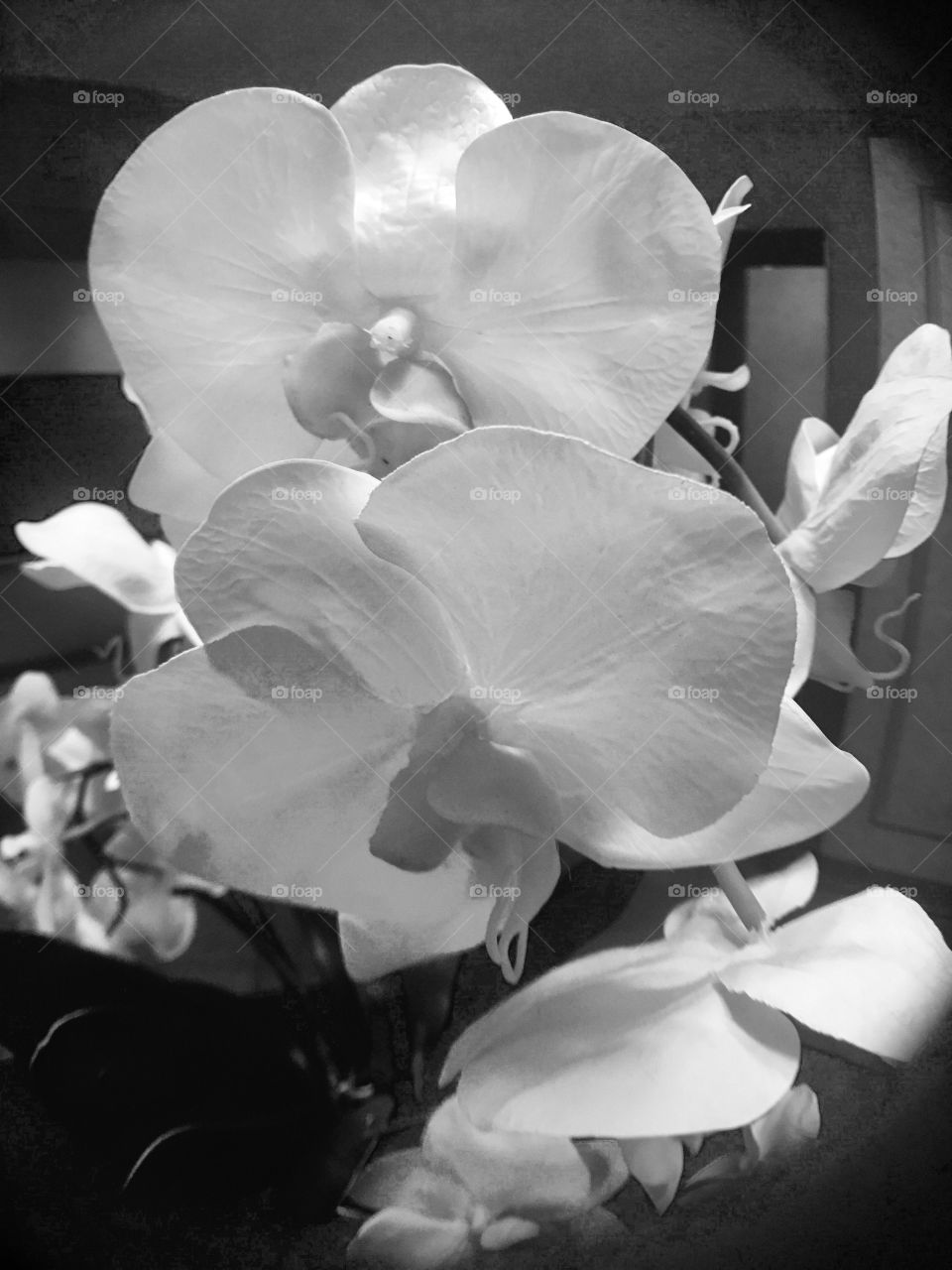 White orchids