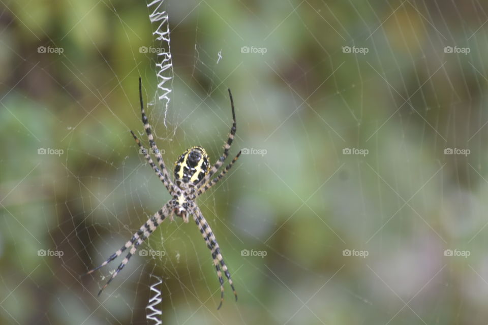 nature of spider