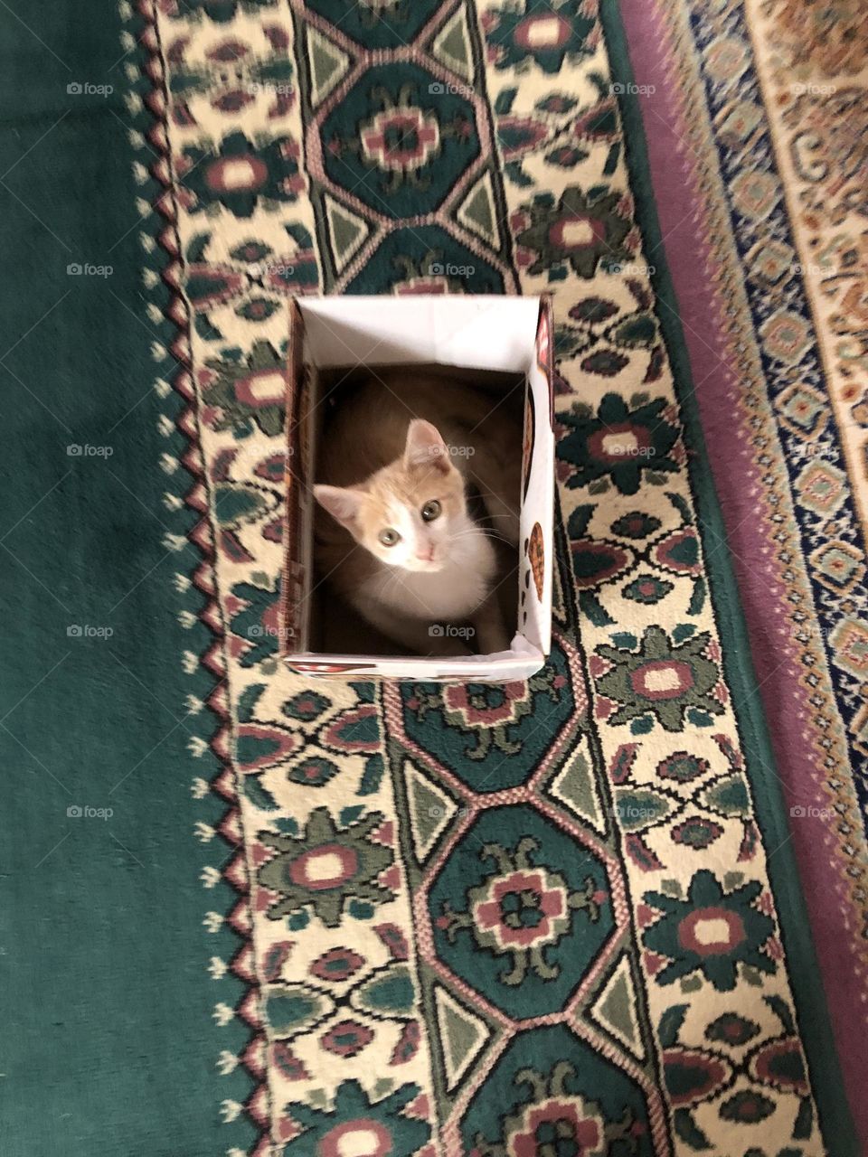 Beautiful cat in the box looking at camera 