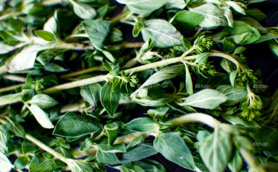 Epicure cooking green background of fresh Oregano leaves on sprig closeup detail 