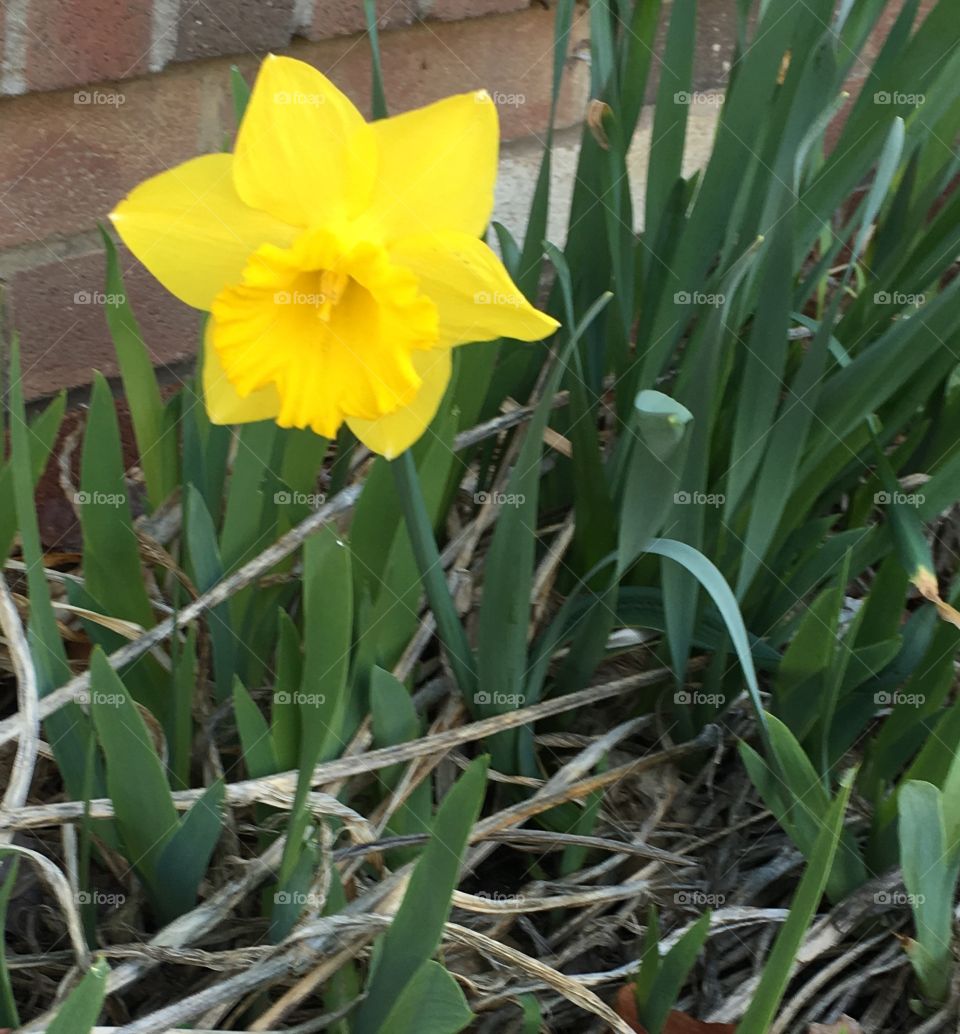 Spring flower