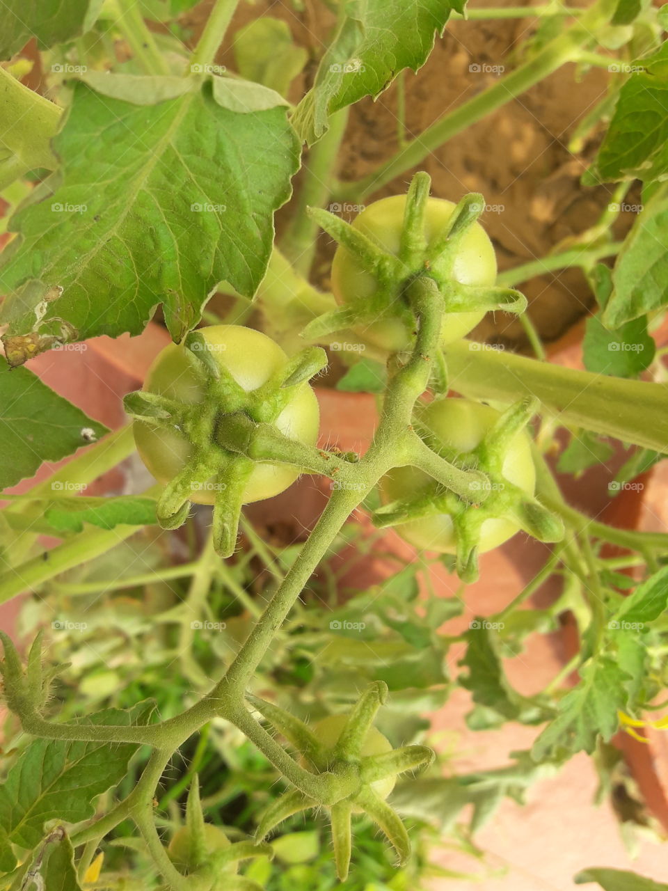 3 green growing tomatoes in our garden