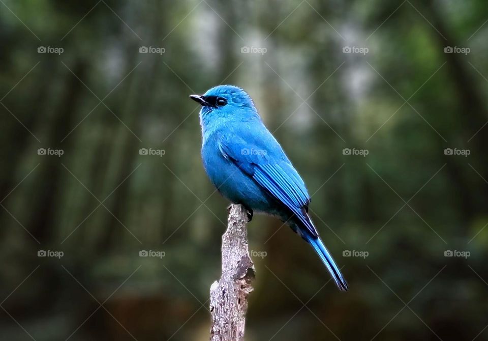 Beautiful and cute bird