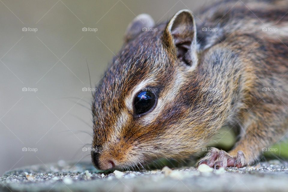 Close-up of a Chipmunk head portrait