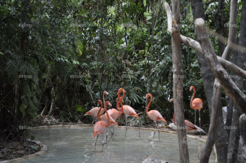 Flamingo dance. captured inside a nature reserve