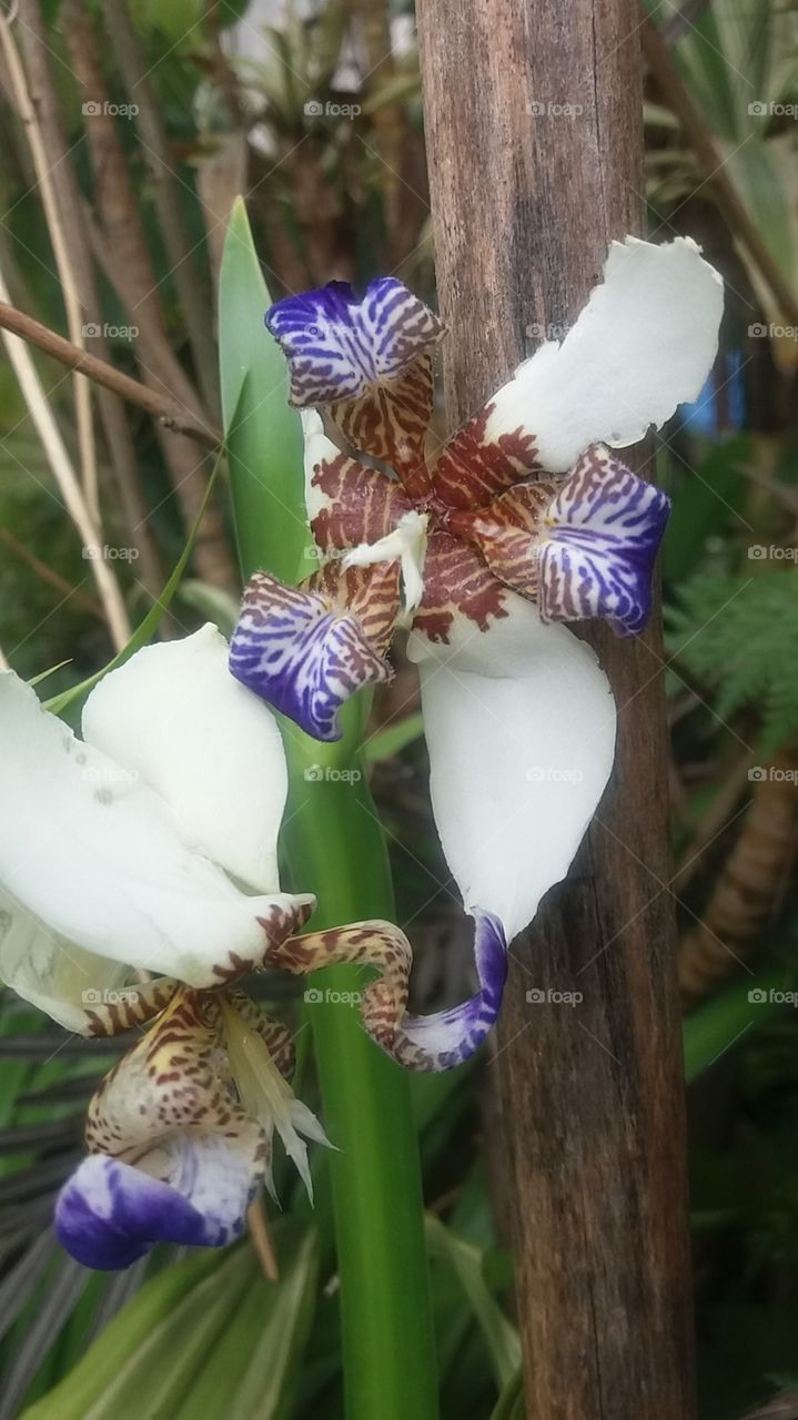 orquídea