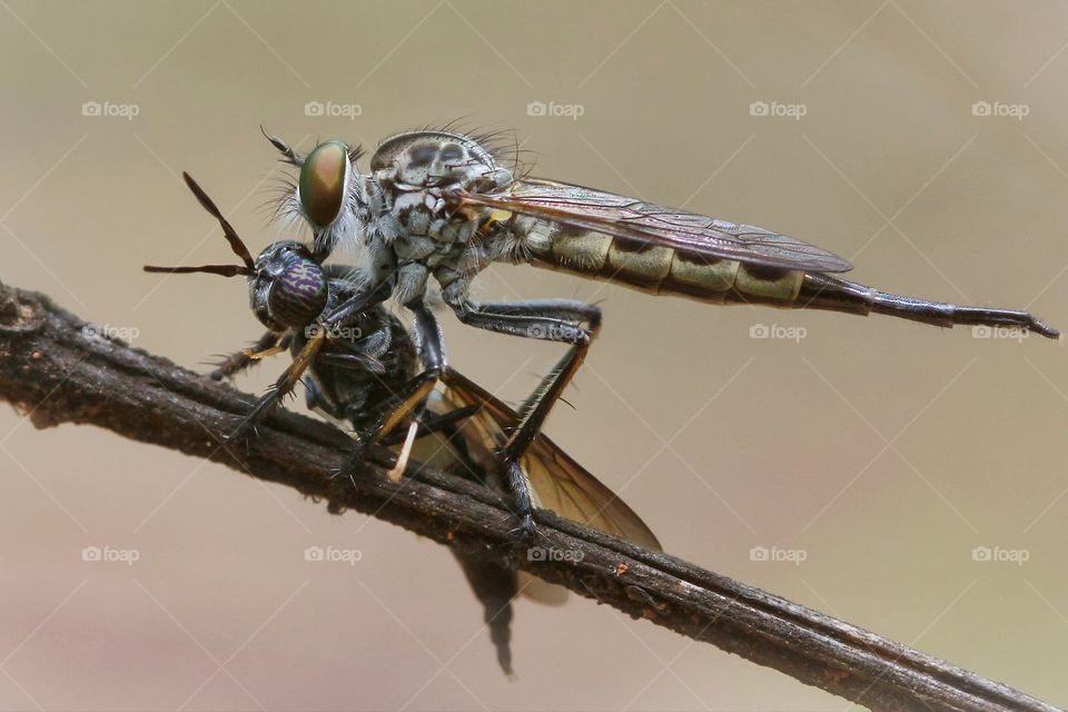 soldierfly has been eaten by sword tailed robberfly
