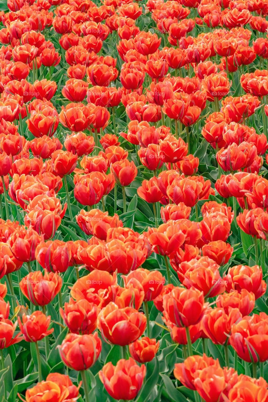 res tulips field