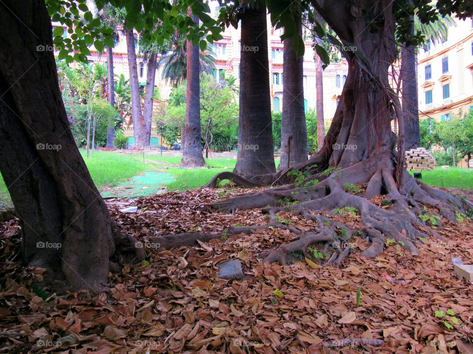 Autumn in Amedeo Square at Naples ( Italy ).