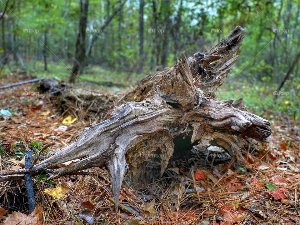 Intrusion 1 Fallen Tree