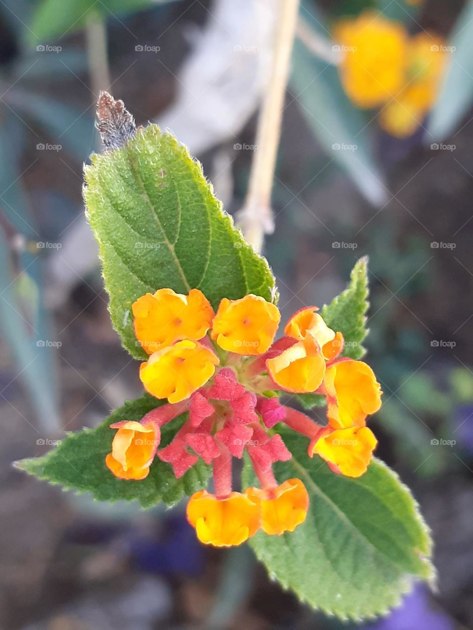 flor de mi jardín