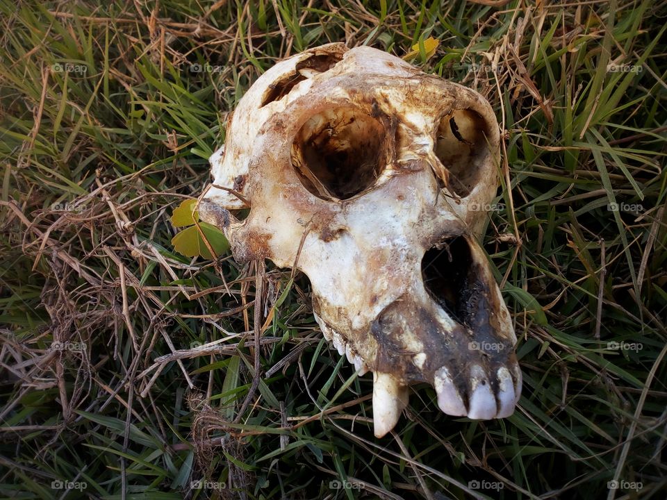 Skull