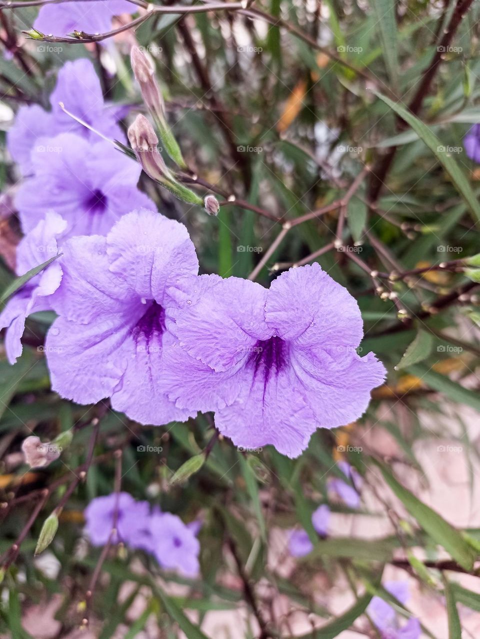 Close-up of beautiful purple flowers on green foliage background. These flowers have a soft texture and vivid petal detail, with darker centers providing contrast