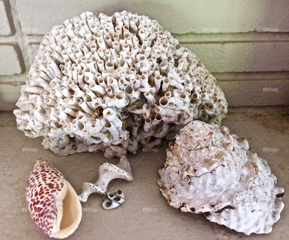 Sea shells 
