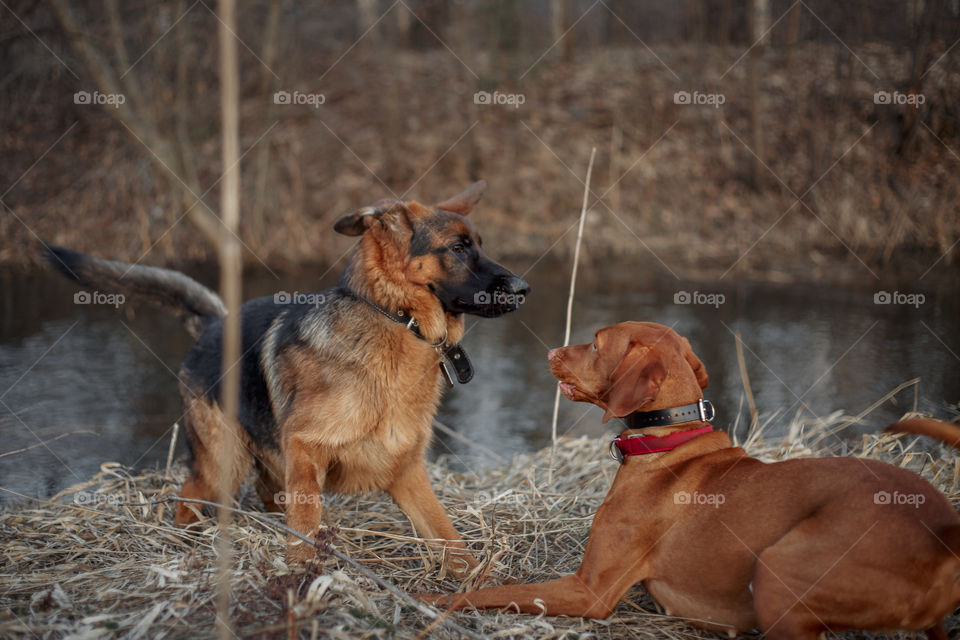 German shepherd young male dog playing with Hungarian vizsla dog outdoor at a spring evening