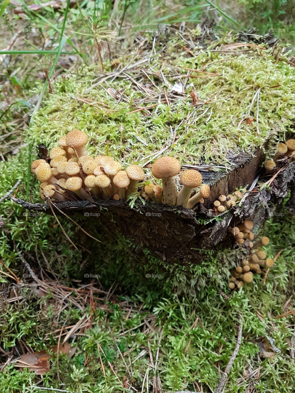 Fungus, Mushroom, Wood, Nature, Food