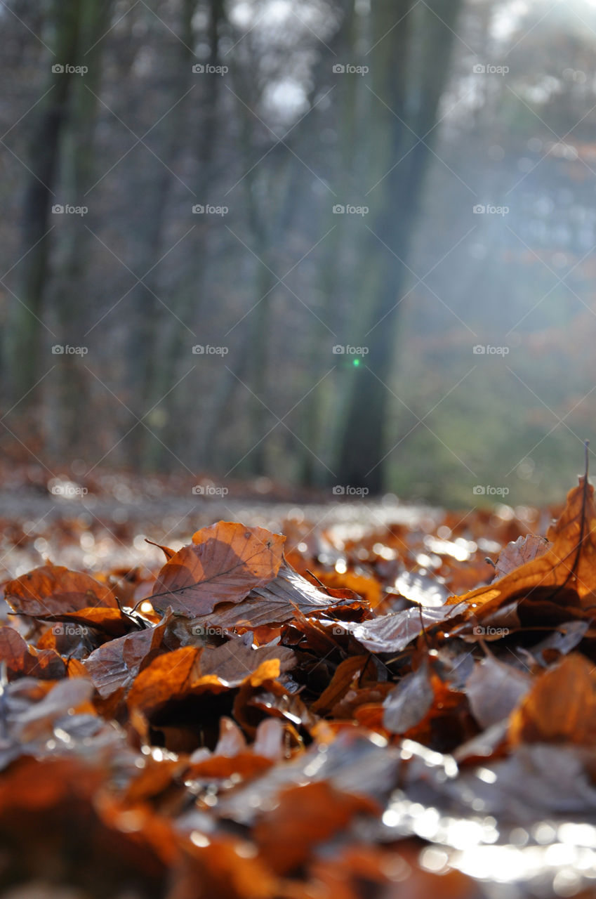 Brown leaves in forest Gdynia Poland 