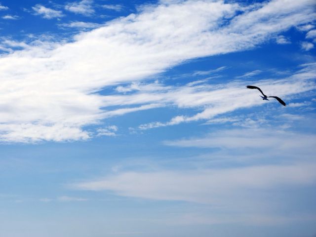 Seagull