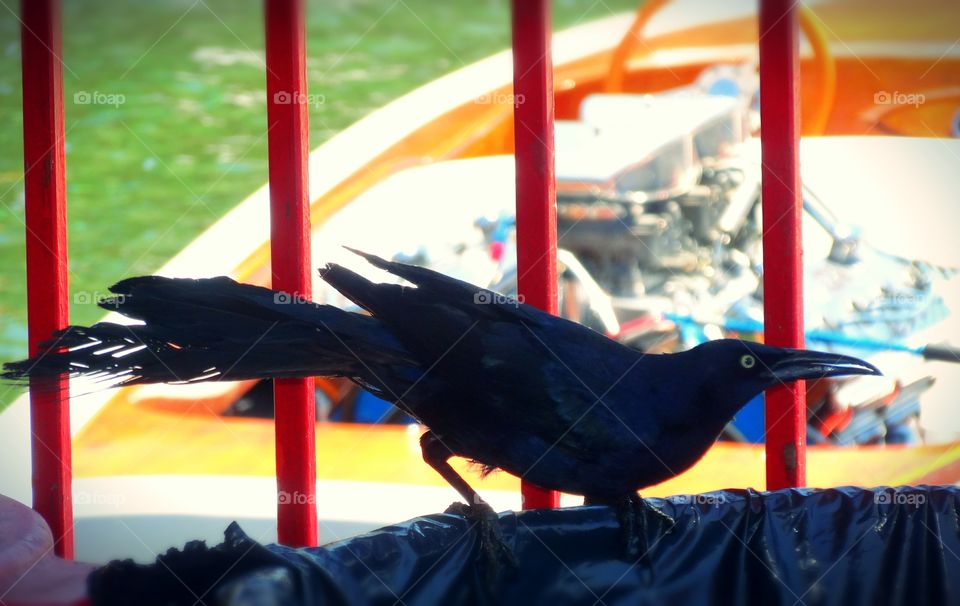 Not sure what type of bird this is? Great shot of a bird scavenging through the garbage.