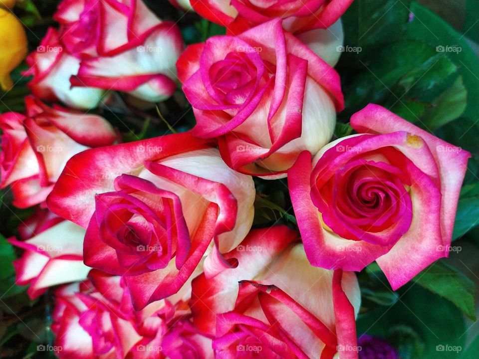 lovely bicolor pink and white roses