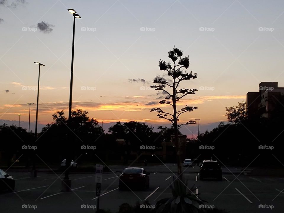 Sunset Silhouettes including a beautiful flowering century plant in a city parking lot.