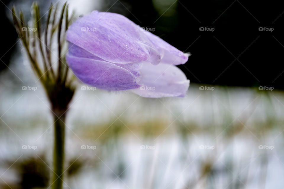 A wild Cutleaf Anemone flower, one of the first Spring flowers to bloom in Spring in the Canadian Rocky Mountains, this one having pushed through the snow in Early May. 