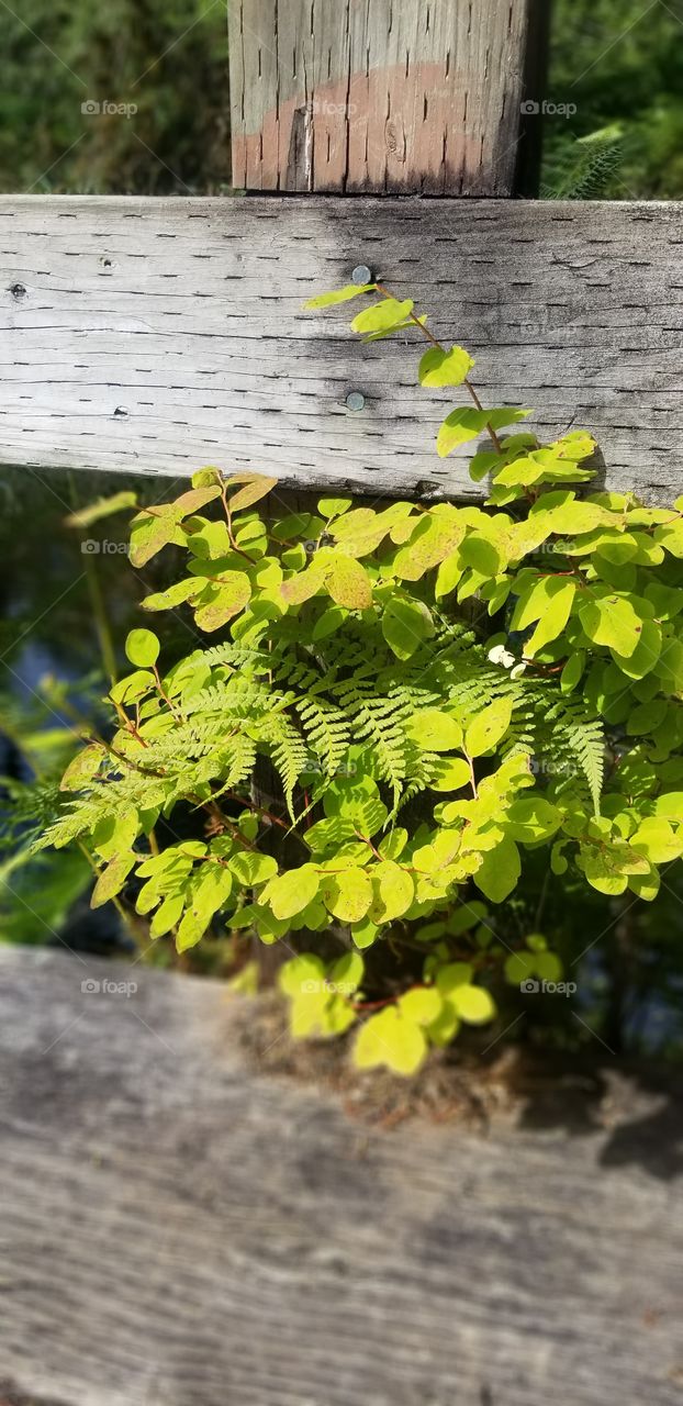 Nature is the best at showing natural light