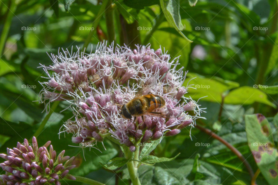Bee On A Carduus Flower