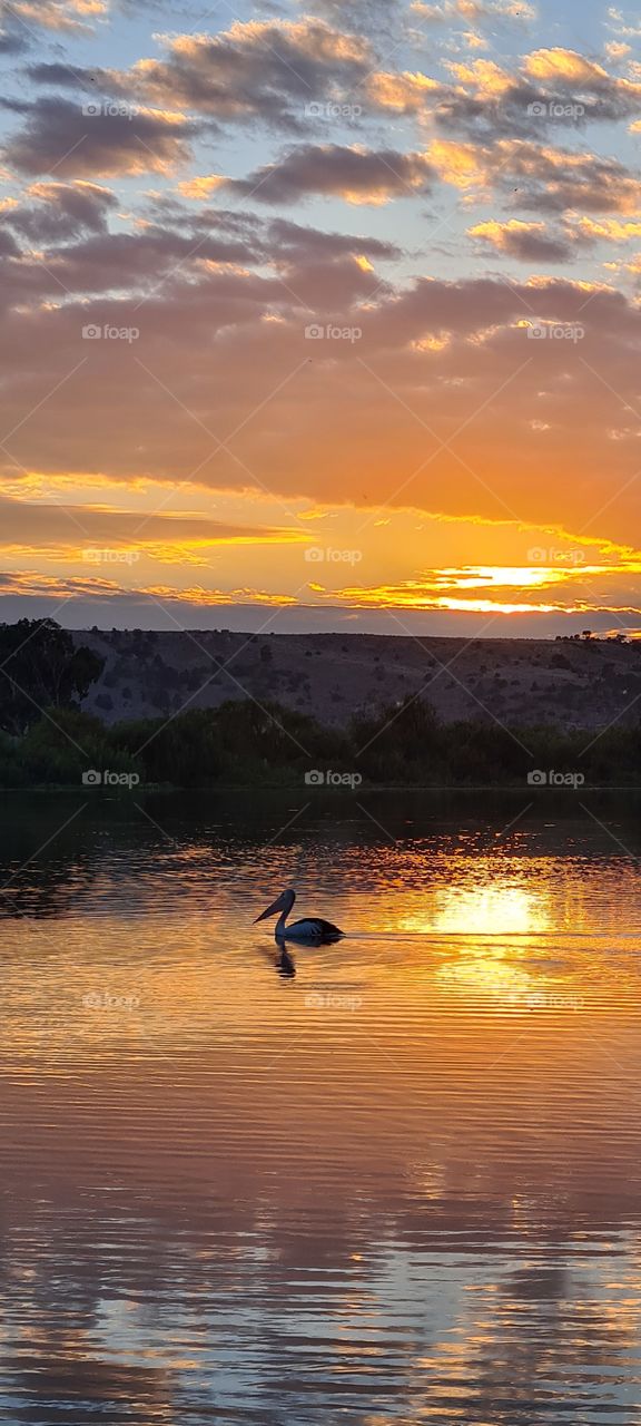 Calm morning sunrise by
the river enjoyed by a lone pelican