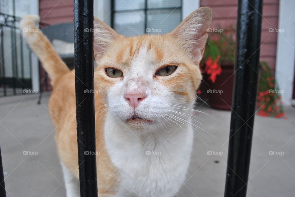 Cat behind a fence