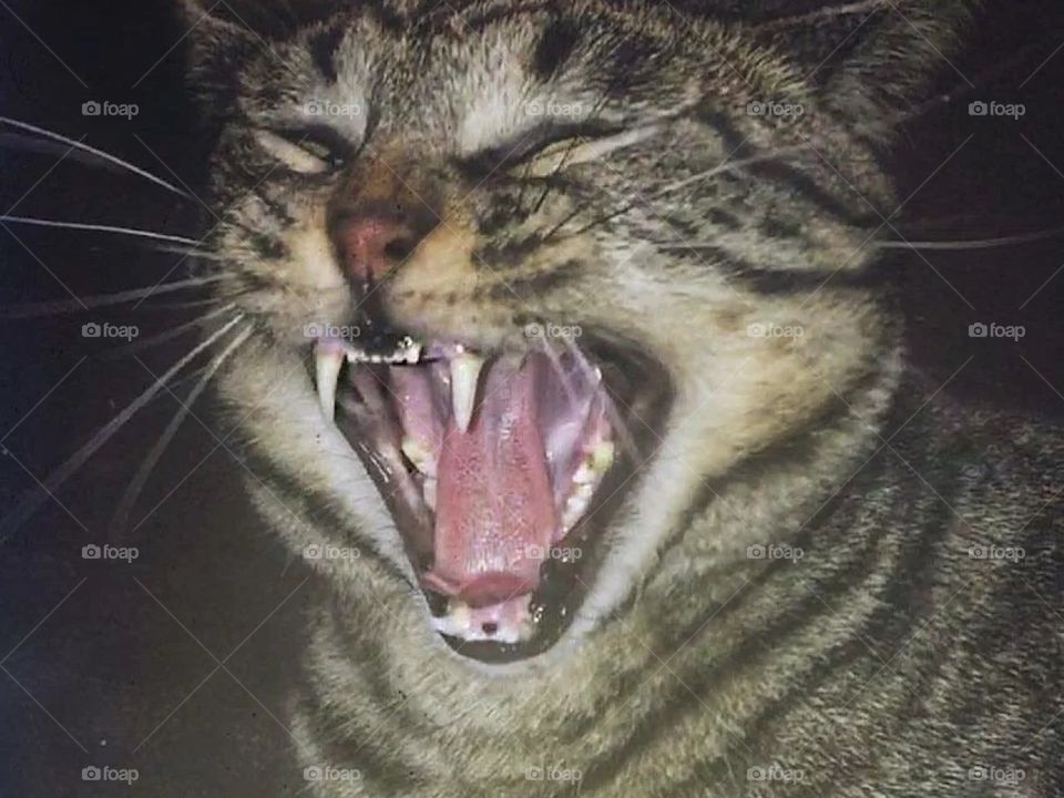 And then the human said, “The furniture is not your scratch post!” 😹