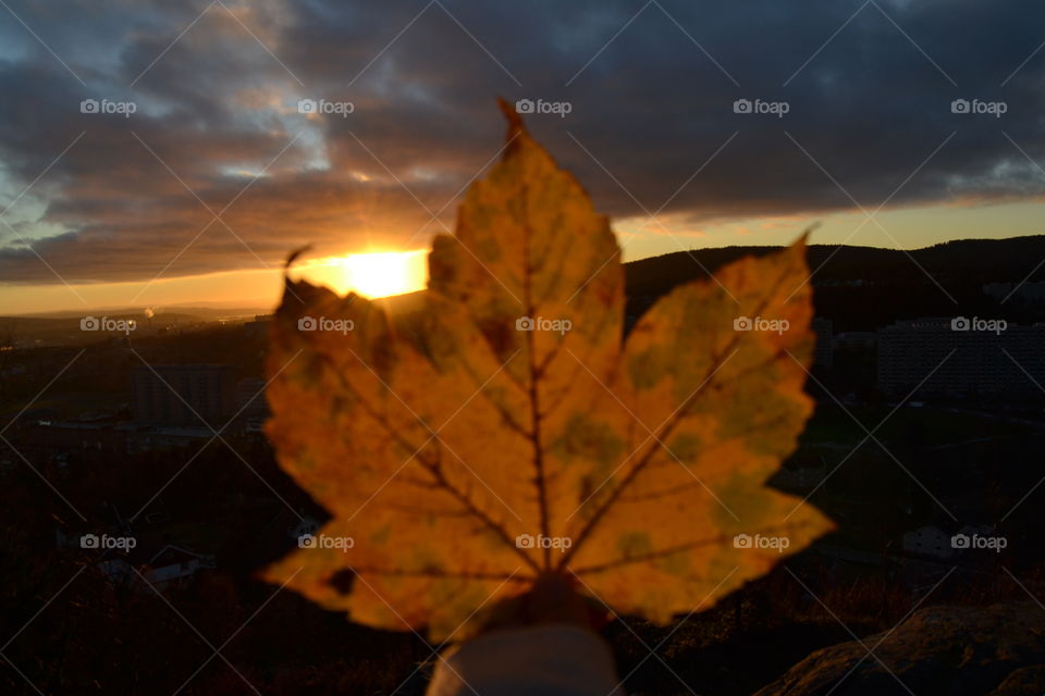 sunset and maple leaf