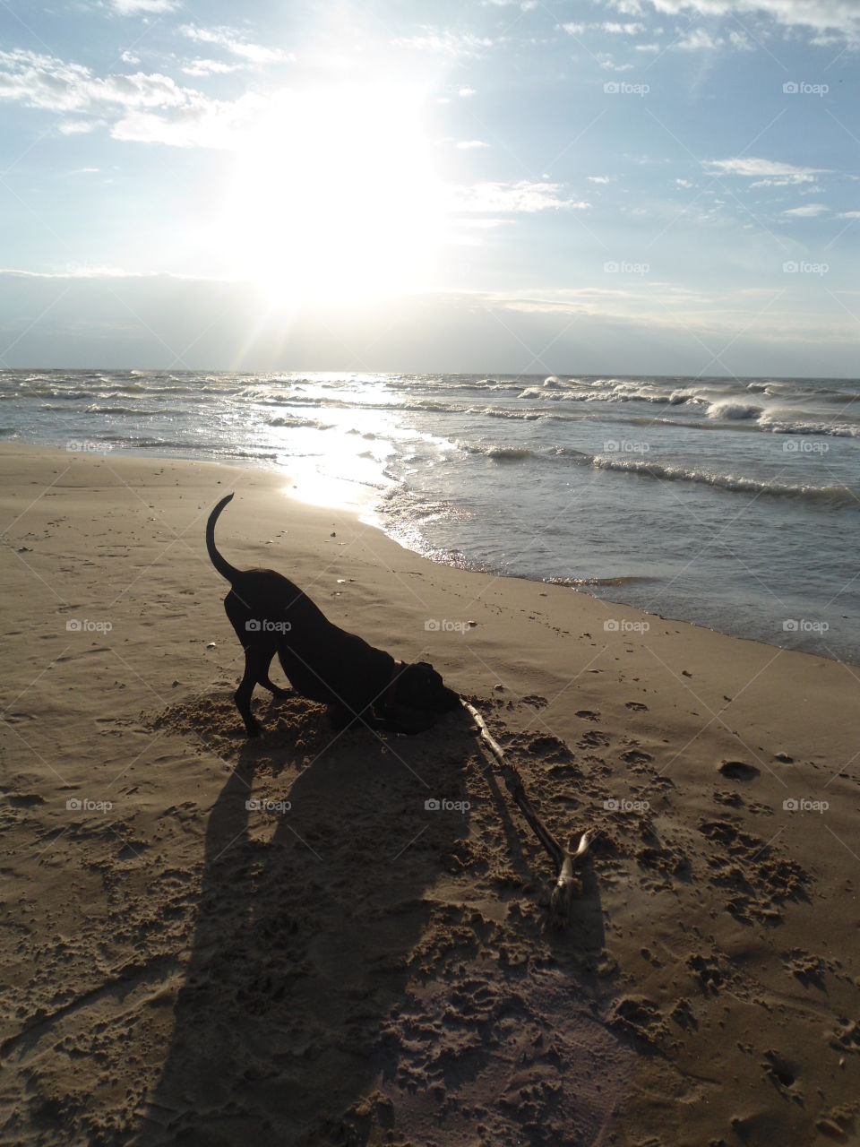 Bowser is a black lab who loves digging holes in the sand! Especially when it's too chilly to swim. This is at Lake Michigan 