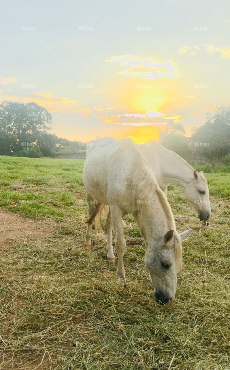 O entardecer no Brasil com os cavalos em primeiro plano. / The sunset in Brazil with the horses in the foreground.